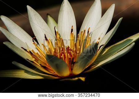 White lotus petals, bloomingIs a water plant in the genus Nelumbo.Lotus blossoming in nature