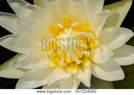 White lotus petals, bloomingIs a water plant in the genus Nelumbo.Lotus blossoming in nature