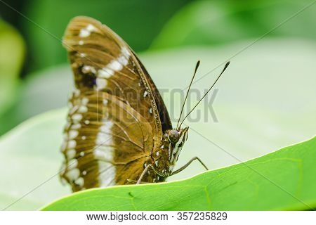 The Great Egg-fly on the Leaf, Hypolimnas bolina jacintha, NYMPHALIDAE (wingspan) Size 50 - 85 mm