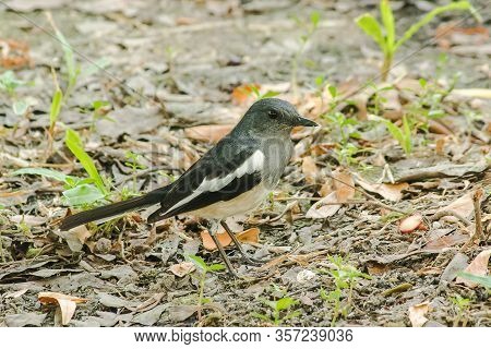 Oriental magpie robin is on the ground, Oriental magpie robin is a small black bird. Oriental magpie