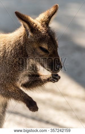 Wallaby, Macropodidae, Washing Hands Soft Muted Light Portrait