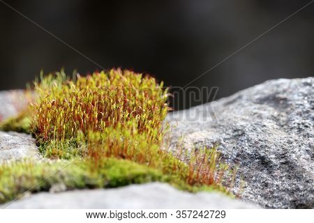 Moss With Red And Green Spore Capsules On A Rock Close Up, Magic Forest. Colorful Macro Shot Of Fair