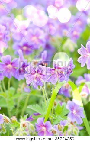 geranium kwitnienia lato przez nazwę gravetye