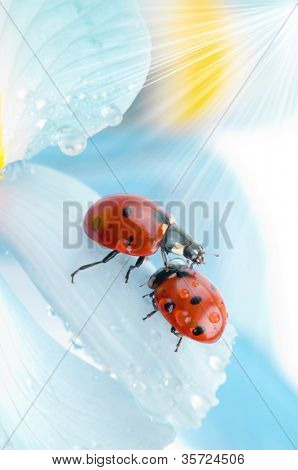 bloemblaadje met lieveheersbeestje onder de blauwe hemel