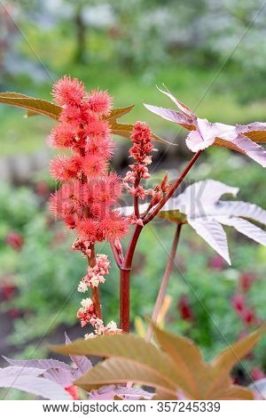 Castor Oil Plant With Red Prickly Fruits And Colorful Leaves In Garden