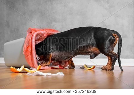 The Black And Tan Dachshund Rummaging In A Home Bin, Scattering Wastes And Food Leftovers Overwhere.