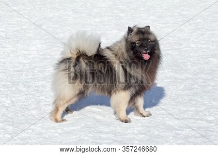 Cute Deutscher Wolfspitz Puppy Is Standing On A White Snow In The Winter Park. Keeshond Or German Sp