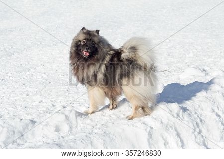 Cute Deutscher Wolfspitz Puppy Is Standing On A White Snow In The Winter Park. Pet Animals.