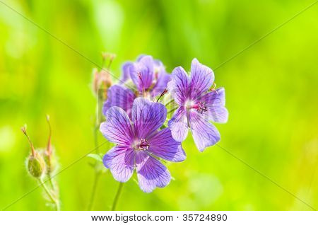 geranium kwitnienia lato przez nazwę gravetye