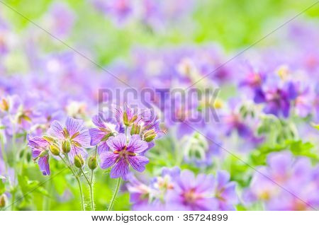 geranium kwitnienia lato przez nazwę gravetye