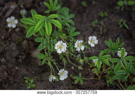 Potentilla Alba, A Flowering Medicinal Plant Used In Folk Medicine For The Treatment Of The Thyroid 