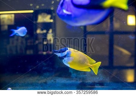 Yellow Foxface Rabbitfish With Blurred Background.foxface Rabbitfish , Siganus Vulpinus, Tropical Fi