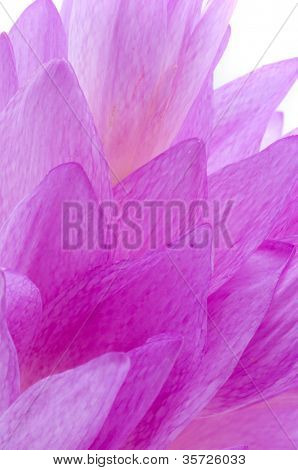  fleurs de Crocus sur différentes étapes de la vie