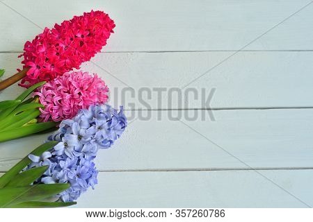 Hyacinth Spring Flowers On Light Background.template Greeting Card For Valentine\'s Day. Spring Card
