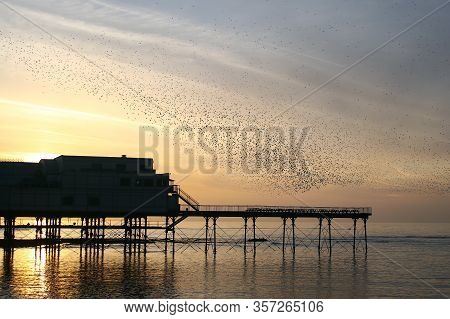 A Murmuration Of Starlings Flocking Over Aberystwyth Pier Silhouetted At Sunset