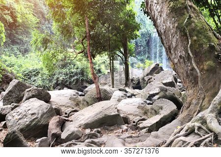 Giant banyan tree and waterfall in tropical forest, Phnom Kulen National Park on Kulen Plateau, Cambodia, Indochina