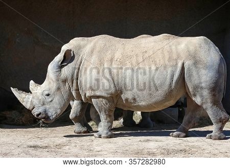 The White Rhinoceros Or Square-lipped Rhinoceros Ceratotherium Simum .