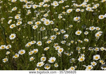 Daisies Wild Flowers  On A Summer Meadow In The Sunlight. Chamomiles. Bellis Perennis.  Floral Natur