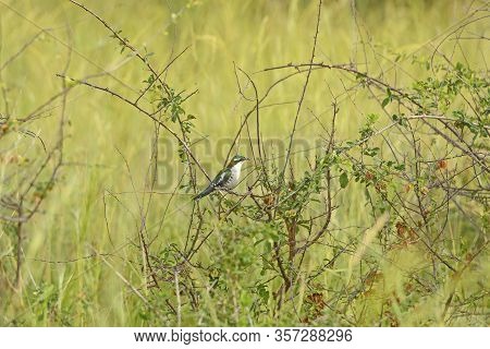 Diderick Cuckoo In The Veldt In Murchison Falls National Park In Uganda