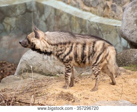 Young Striped Hyena, Crocuta, In All Its Glory. Wild African Animal In The Zoo.
