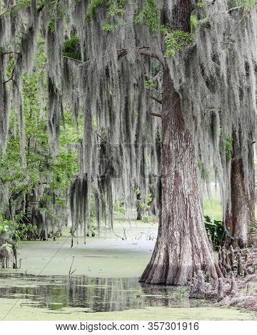 A Cypress Tree With Moss In The Swamp With Cypress Knees