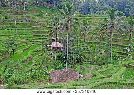 Padi Terrace, Bali, Indonesia - Local Plantation Of The Layered Rice Terrace In Bali Island, Indones