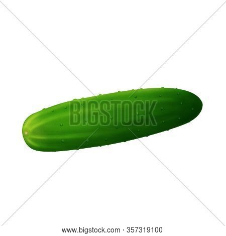 Fresh Cucumber, Vegetable Realistic Illustration Isolated On White Background.