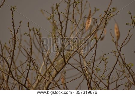 Pattern Tree In India Forest Or Sundarban In India
