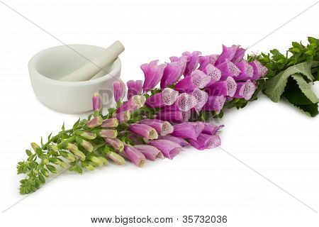 Foxglove comuni con Malta