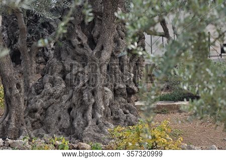 Olive Garden. Gethsemane, A Place Of Jesus' Prayer And Vigil. Holy Garden On The Olive Hill, A Place