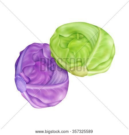 Green Cabbage And Purple Cabbage Realistic Illustration Isolated On White Background