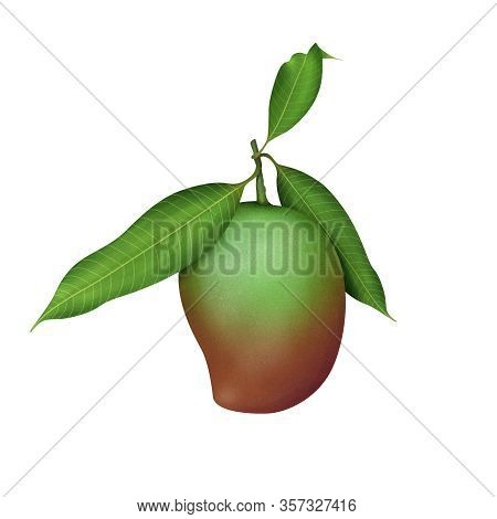 Fresh Green Mango Fruit Illustration Isolated On White Background