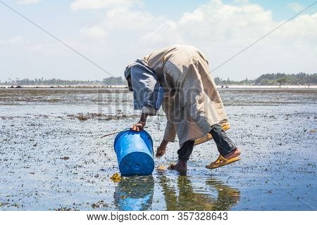 The Man Catch A Ophiura Albida In Sea