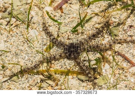 Ophiura Albida Is A Species Of Brittle Star In The Tanzania