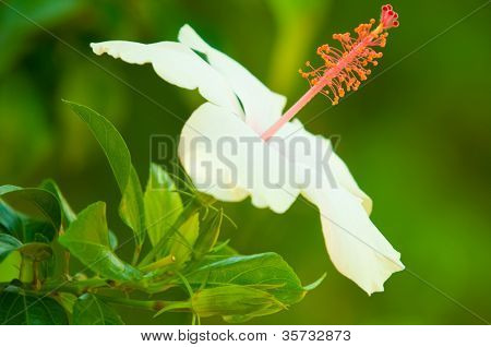 weißer Hibiskus arnottianus