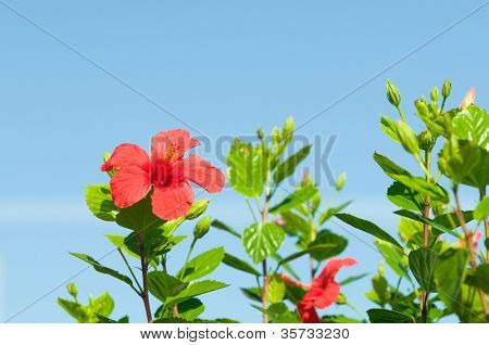 Red Hibiscus arnottianus