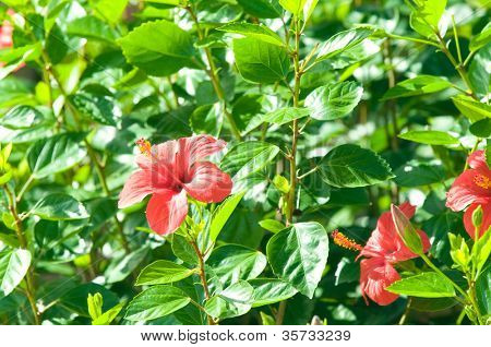 Roter Hibiskus arnottianus