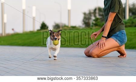 Jack Russell Terriers Playing With A Ball. Having Fun Playing In Outdoors. Playful Mood. Loll Out. E