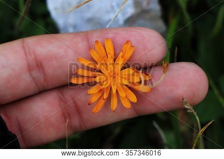 Young Gardener Holds Between Fingers Beautful Crepis Aurea. Orange Flower In Hand. Radichiella Aranc