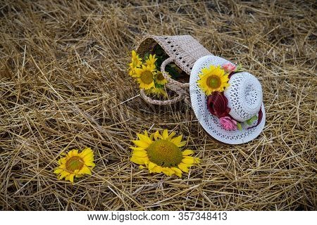 Still Life Of Hats And Baskets With Sunflowers On A Mowed Field