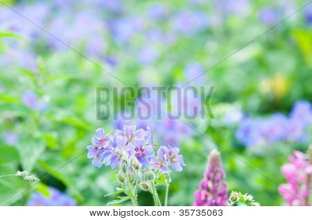 geranium kwitnienia lato przez nazwę gravetye