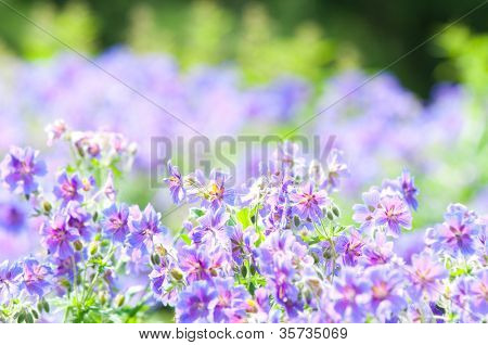 geranium kwitnienia lato przez nazwę gravetye