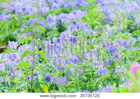 geranium kwitnienia lato przez nazwę gravetye