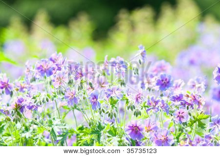 geranium kwitnienia lato przez nazwę gravetye
