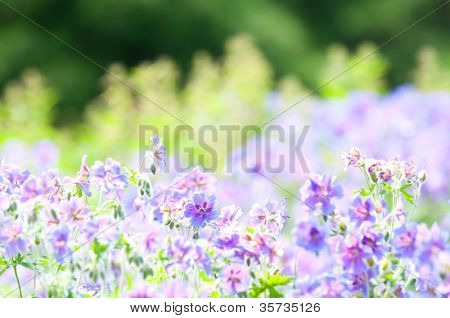 geranium kwitnienia lato przez nazwę gravetye