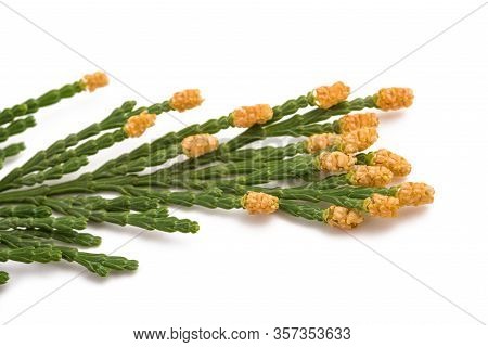 California Incense Cedar Branch (calocedrus Decurrens) Isolated On White