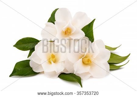 Three White Camellia Isolated On White Background