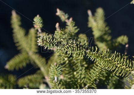 Blue Spanish Fir Branch - Latin Name - Abies Pinsapo Glauca