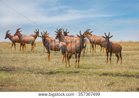  Magnificent trip to the African savannah. Kenya. Large flock of  antelopes Tsessebe graze together. Safari in Masai Mara National Park. Ecological, active and phototourism concept