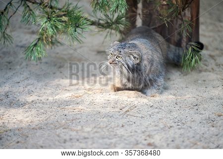 Pallas's Cat (otocolobus Manul). Manul Is Living In The Grasslands And Montane Steppes Of Central As